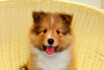 シェットランドシープドッグ【神奈川県・男の子・2020年5月23日・セーブル&ホワイト】の写真「ワンランク上の子犬をお探しの方に」