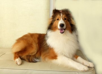 シェットランドシープドッグ【神奈川県・女の子・2017年12月29日・セーブル】の写真「血統優秀です」