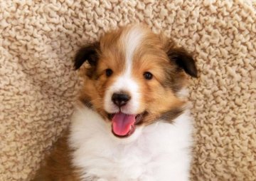 シェットランドシープドッグ【神奈川県・男の子・2020年3月1日・セーブル&ホワイト】の写真「フルカラーの綺麗な子です」