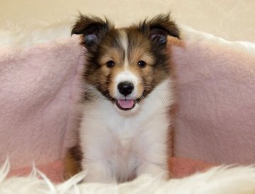 シェットランドシープドッグ【神奈川県・男の子・2016年2月8日・セーブル】の写真「小柄です」