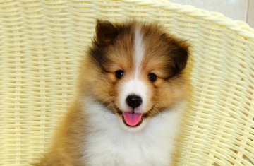 シェットランドシープドッグ【神奈川県・男の子・2020年5月23日・セーブル&ホワイト】の写真「ワンランク上の子犬をお探しの方に」