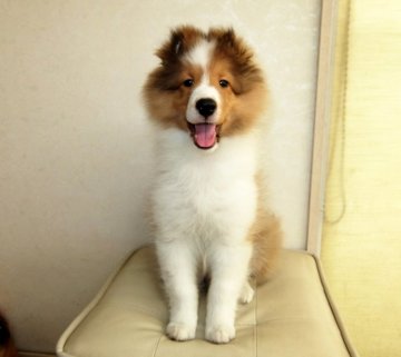 シェットランドシープドッグ【神奈川県・女の子・2018年6月6日・セーブル】の写真「派手で綺麗な子です」