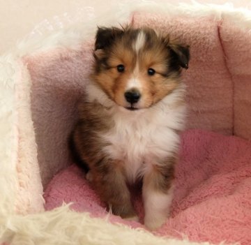 シェットランドシープドッグ【神奈川県・男の子・2017年12月29日・セーブル】の写真「血統優秀です　長男」