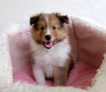 シェットランドシープドッグ【神奈川県・男の子・2017年11月30日・セーブル】の写真「血統優秀です」