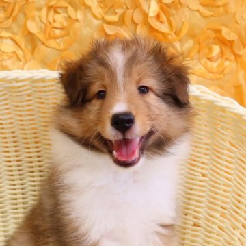 シェットランドシープドッグ【神奈川県・男の子・2023年5月21日・セーブル&ホワイト】の写真「犬質を重視し血統やスタンダードにこだわっています」