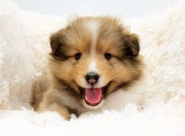 シェットランドシープドッグ【神奈川県・男の子・2021年12月14日・セーブル&ホワイト】の写真「可愛い男の子です」