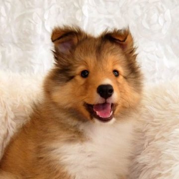 シェットランドシープドッグ【神奈川県・女の子・2022年3月24日・セーブル&ホワイト】の写真「優しいお顔です」