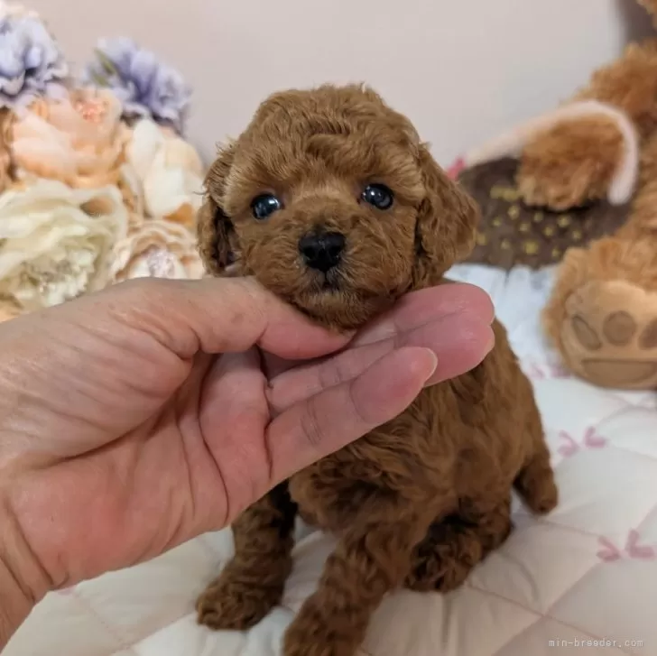 ティーカッププードル【新潟県・女の子・2025年10月11日・レッド】の写真1