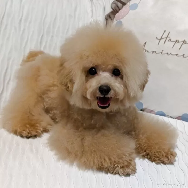 ティーカッププードル【新潟県・男の子・2025年5月2日・アプリコット】の写真1「おめめパッチリのイケワンちゃん❢可愛い坊や♡」