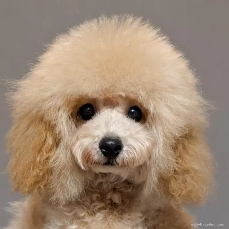 ティーカッププードル【新潟県・男の子・2025年5月2日・アプリコット】の写真1「おめめパッチリ❢可愛い坊や♡」