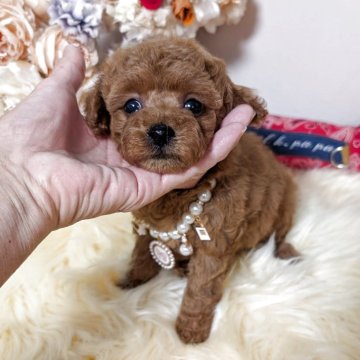 トイプードル(ティーカップ)【新潟県・男の子・2025年10月11日・レッド】の写真「濃いレッドの♡テディベア君♡」