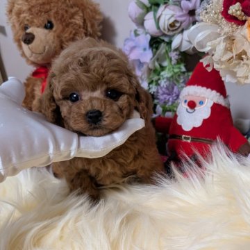 トイプードル(ティーカップ)【新潟県・男の子・2024年10月24日・レッド】の写真「☆超イケメン☆この先グングン可愛くなります♡」
