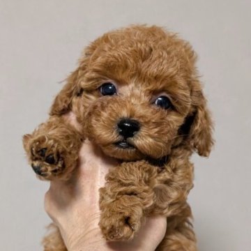 ティーカッププードル【新潟県・男の子・2025年10月11日・レッド】の写真「濃いレッド♡おめめクリクリ♪♪♡」