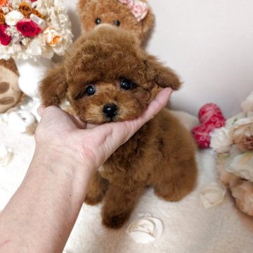 ティーカッププードル【新潟県・男の子・2025年10月11日・レッド】の写真「女の子みたいな甘々ちゃん♡激かわ坊やです♡」