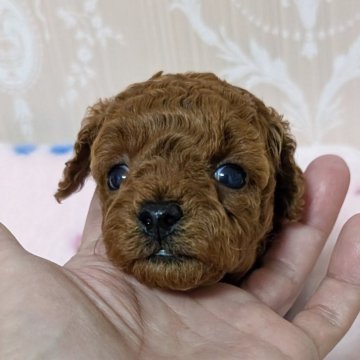 トイプードル(ティーカップ)【新潟県・男の子・2025年10月11日・レッド】の写真「☆ビジュアル系☆お鼻の詰った激かわ坊やになります♡」