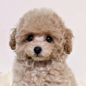 トイプードル(ティーカップ)【新潟県・男の子・2025年7月21日・シャンパン】の写真「♡極上♡マイクロ予想の爆毛プレミアムパピー☆」