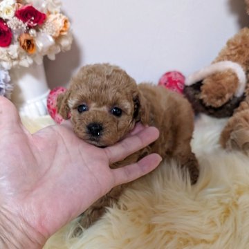 ティーカッププードル【新潟県・女の子・2025年10月11日・レッド】の写真「小さな〜小さな♡プリティガール♡」