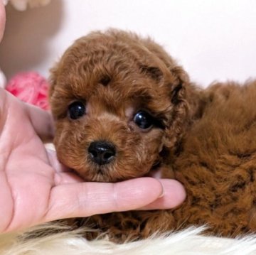 ティーカッププードル【新潟県・男の子・2025年10月11日・レッド】の写真「☆極小ティーカップ☆お鼻の詰った激かわ坊や♡」