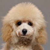 トイプードル(ティーカップ)