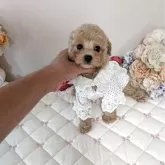 ティーカッププードル