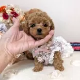 ティーカッププードル