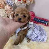 ティーカッププードル