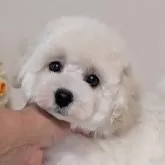トイプードル(トイ)