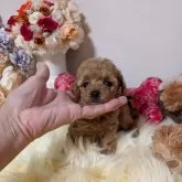 ティーカッププードル