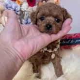 ティーカッププードル