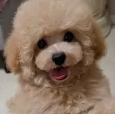 タイニープードル