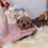 トイプードル(ティーカップ)