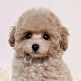 トイプードル(ティーカップ)