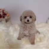 ティーカッププードル