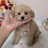 タイニープードル