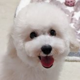 トイプードル(トイ)