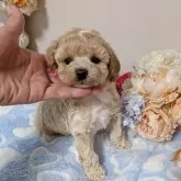 タイニープードル