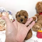 ティーカッププードル【新潟県・女の子・2025年10月11日・レッド】の写真3