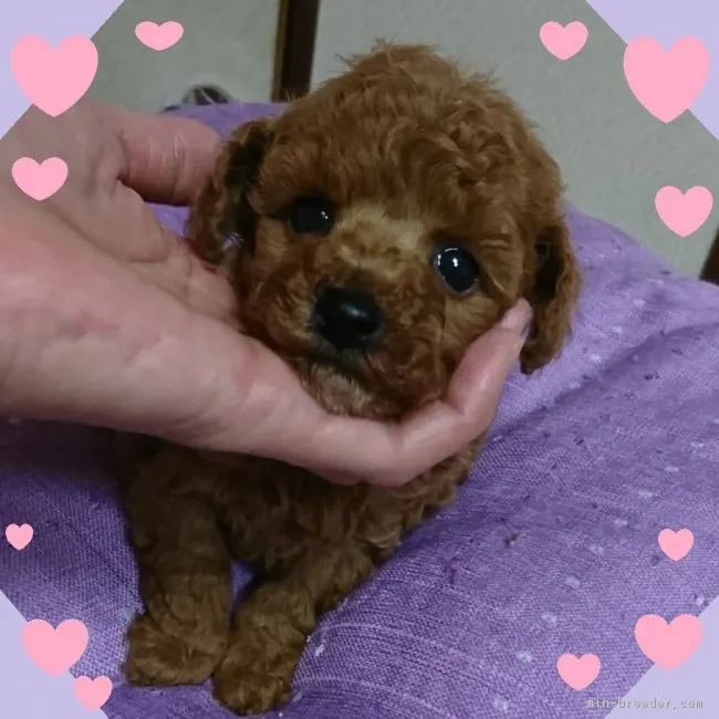 ID:1903-01349の子犬