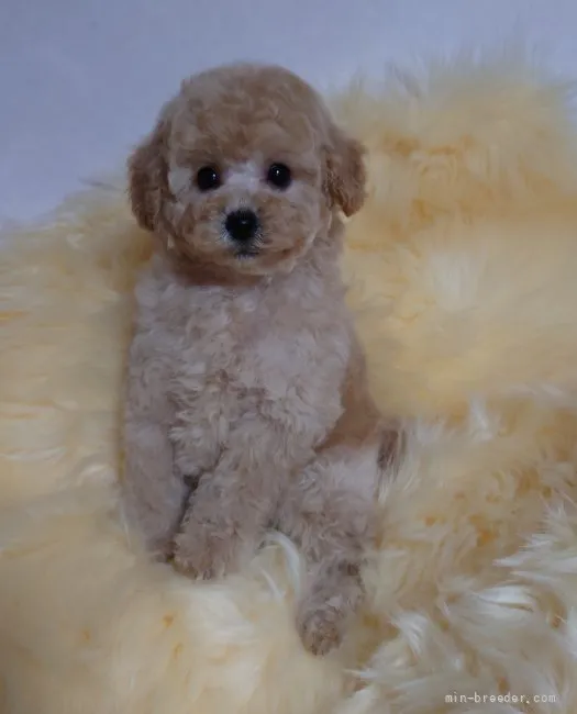 ID:2201-00086の子犬