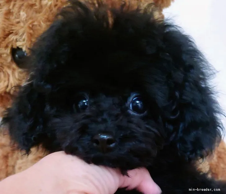 ID:2202-03284の子犬
