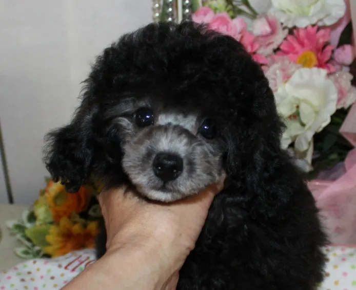 ID：1406-00815の子犬