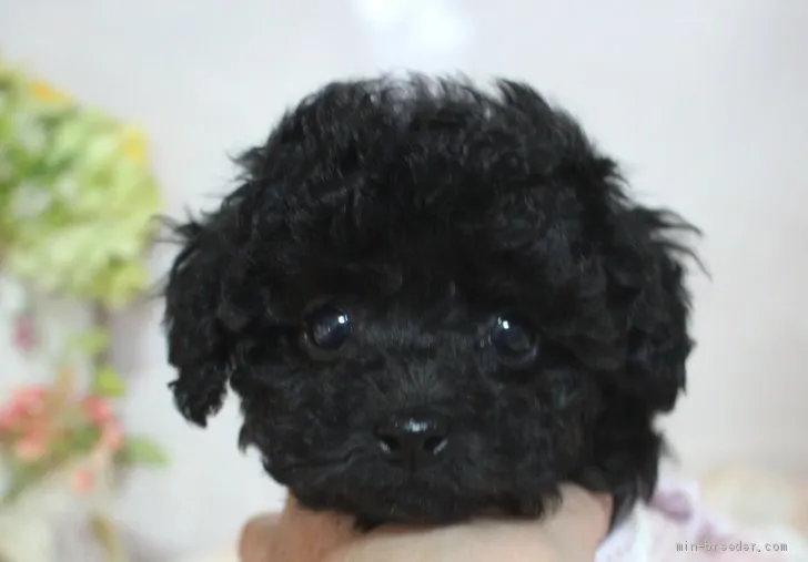 ID：2001-02325の子犬