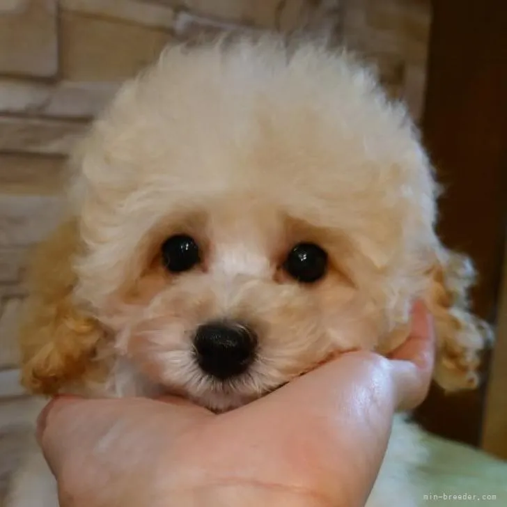 ID:2205-00638の子犬