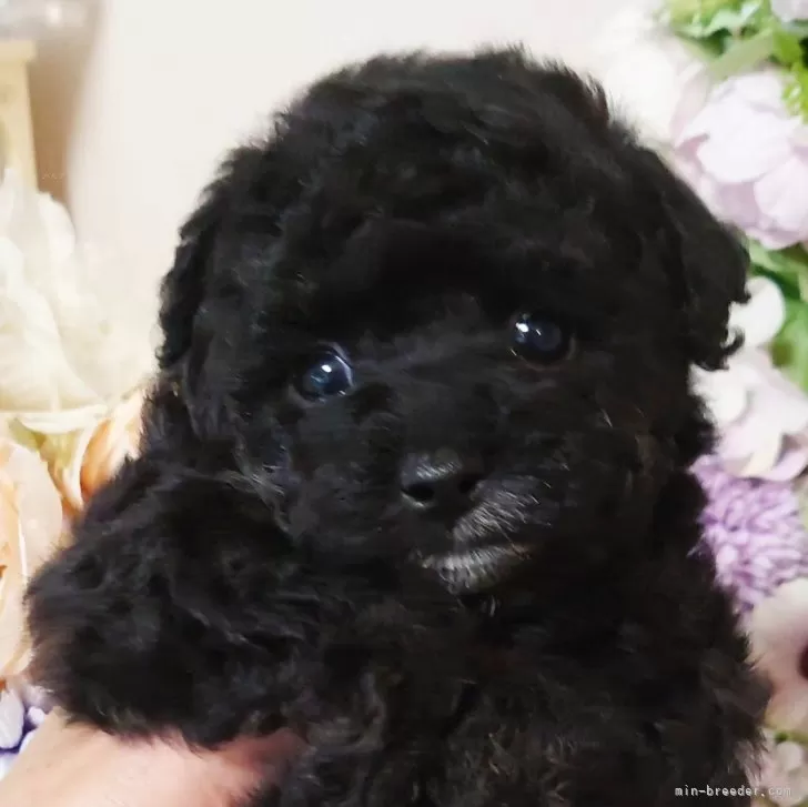 ID:2407-01979の子犬