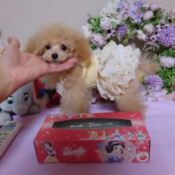 トイプードル(ティーカップ)【新潟県・女の子・2023年11月1日・シャンパン】の写真「☆サイズほぼ確定です❢☆Cuteなおやゆび姫♡」