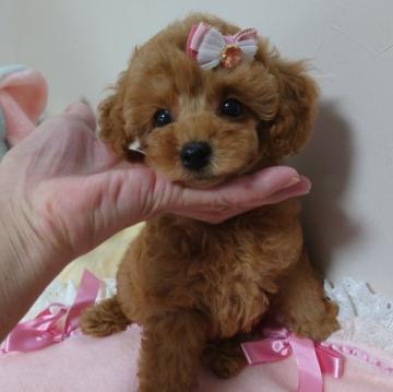 トイプードル(ティーカップ)【新潟県・女の子・2022年8月18日・アプリコット】の写真「お写真更新♪♡Cute♡上質なプリンセスちゃん☆」