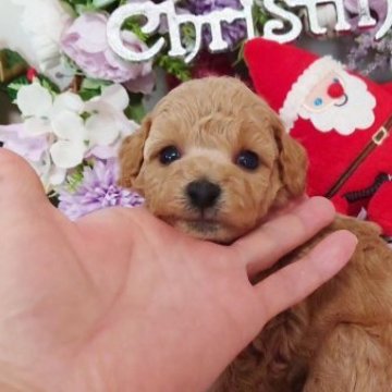 トイプードル(タイニー)【新潟県・男の子・2023年11月4日・アプリコット】の写真「♡上質な☆イケワンちゃん♡」