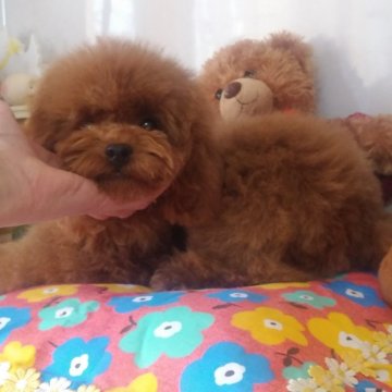トイプードル(タイニー)【新潟県・女の子・2020年12月2日・レッド】の写真「おメメパッチリ♪スタイルコンパクトな可愛い子❣️」