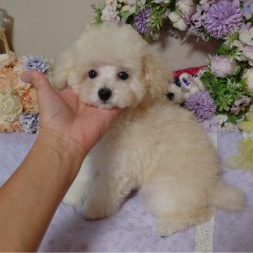 トイプードル(ティーカップ)【新潟県・男の子・2024年5月19日・クリーム(ホワイト寄り)】の写真「✧コートもふもふ✧ちょっぴりビビりちゃん可愛い子♡」