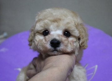 トイプードル(タイニー)【新潟県・男の子・2017年10月6日・クリ-ム】の写真「☆良血統で抜群のお顔立ち！甘々のおめめ♪」